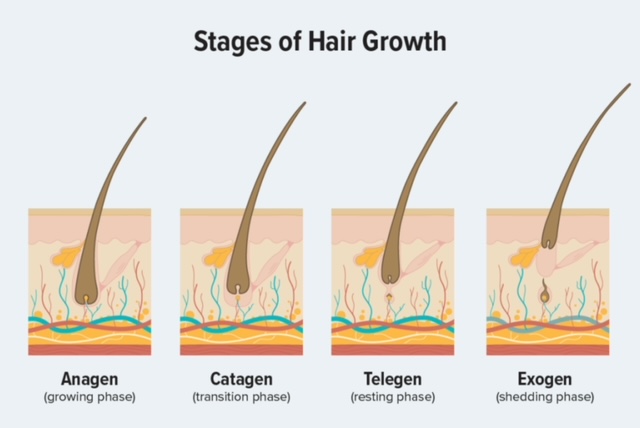 4phasesofgrowth