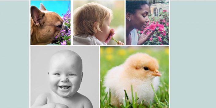 babies and flowers